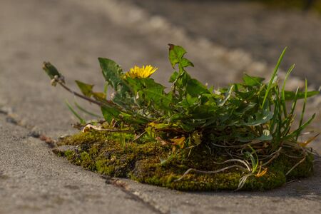 Weed dandelion growinf on the asphalt. Pavement grass. Biological control actionsの写真素材