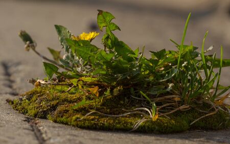 Weed dandelion growinf on the asphalt. Pavement grass. Biological control actionsの写真素材
