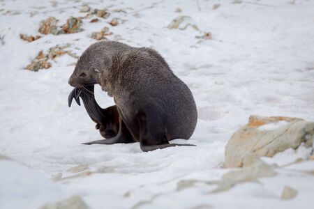 The Antarctic fur seal with opening mouth sitting on the snow, Argentine islands region, Galindez island, Antarctic.の写真素材