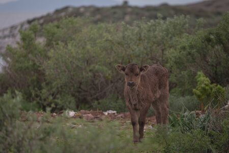 Young cow portrait on the field in Turkey. Alone brown calf. Turkeyの写真素材