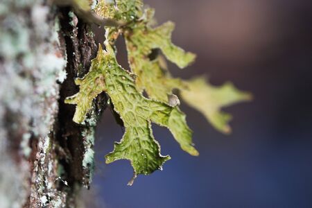 Lobaria pulmonaria, or oak lungwort rare lichens in the primary beech forest and growing on the bark...