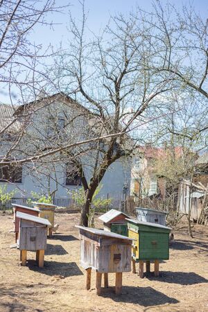 Swarm of bees working in the hive. Wild nature group insect. Bee houses Western part of Ukraine.