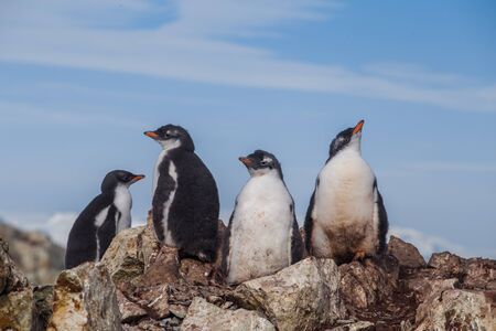 Four of chick penguins on the stone nest on the Antarctica background. Gentoo baby, Argentine Islands antarctic regionの写真素材