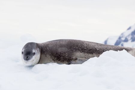 The seal leopard Antarctica, seal portrait on the snowの写真素材