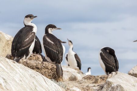 The imperial shag Leucocarbo atriceps also known as blue-eyed shag, blue-eyed cormorant. Birds sitting on the stone. Argentine islands, Antarctic Peninsula, Antarcticaの写真素材