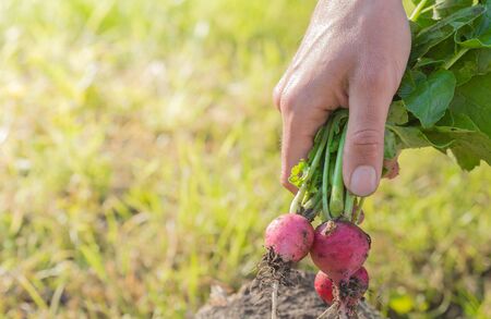 Man hands holding fresh red reddish in garden. Homegrown harvest. Gardening success.の写真素材