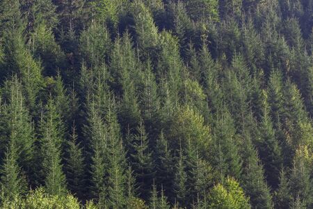 Spruce background. Carpathians tree forest pattern. Picea abies, also known as European spruce trees. Spaceの写真素材