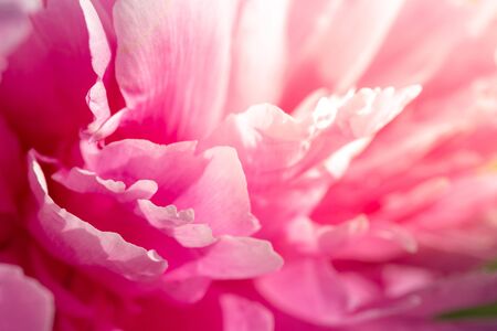 Peony petal background. Valentine s day, pink nature background.の写真素材