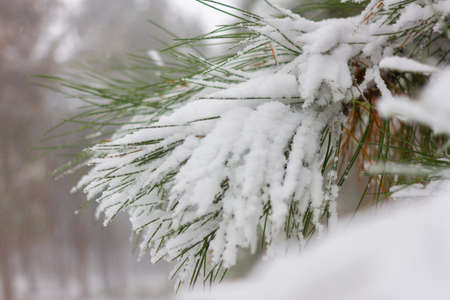 Fir winter braches. Pine cones under snowの写真素材