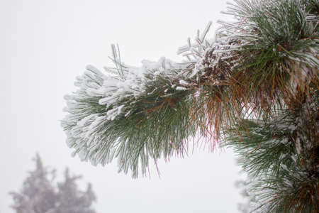 Fir winter braches. Evergreen pine snow coveredの写真素材