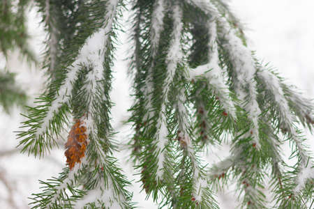 Pseudotsuga also known as Douglas fir, Oregon pine, Columbian pine. Cones under snow. Winter.の写真素材