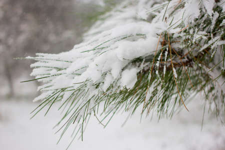 Fir winter braches. Evergreen pine snow coveredの写真素材