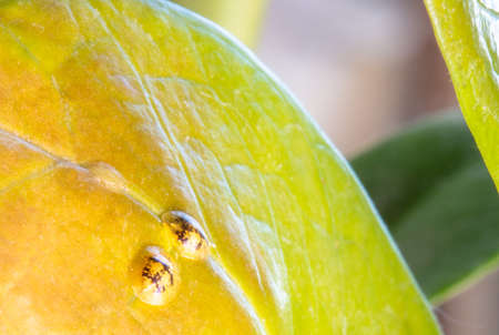 Macrophotography of Diaspididae insects on leaf vessel. Armored scale insects at home plants. Insects sucking plant. Infested.の写真素材