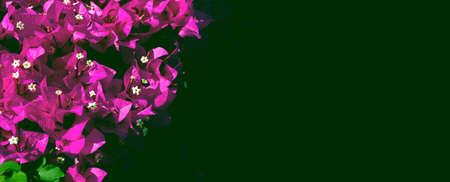 Pink Bougainvillea on black background with copy space. Filter.の写真素材