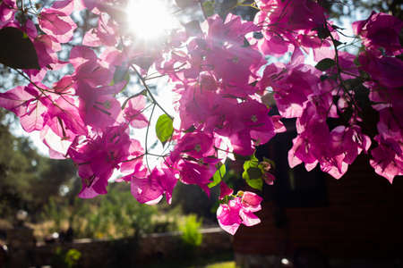 Pink Bougainvillea with sun rays in garden outside.の写真素材