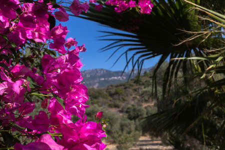 Pink bougenvilla with palm Trachycarpus on the mountain background in garden.の写真素材