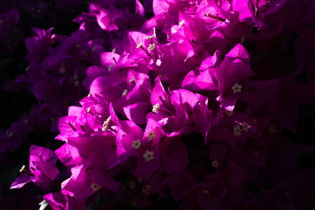 Pink bougenvilla background. Flowers background. Mediterranean plant.の写真素材