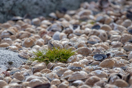Photo of Deschampsia antarctica, the Antarctic hair- grass, one of two flowering plants native to Antarctica on white shells backgroundの写真素材