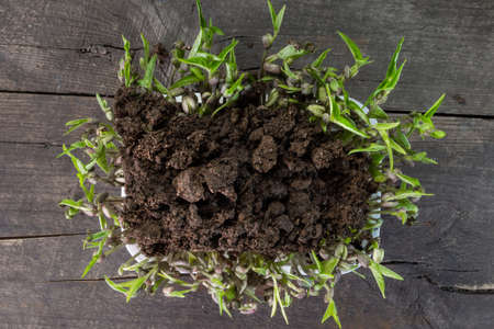 Seeds in the box on wooden background. Peas, mung dal plant sprouts. View from the up.の写真素材