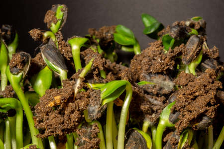 Sunflower seeds microgreen. New sprouts of sunflower seedling.の写真素材