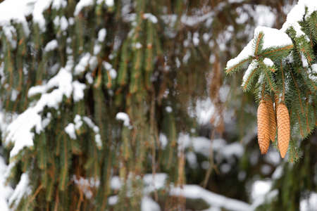 Cones of firtree covered with snow outdoor. Snow branch evergreen spruce tree.の写真素材