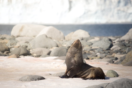 Antarctic fur seal Arctocephalus gazella sitting on the snow in stone beach on typical Antarctic background. Sunlight. Half Moon island, Antarcticaの写真素材