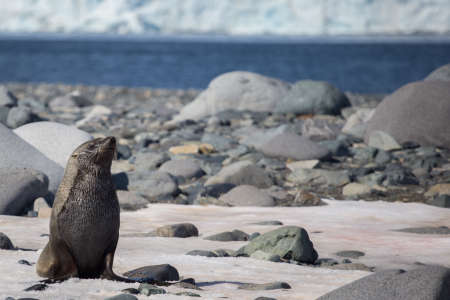 Antarctic fur seal Arctocephalus gazella sit on the coastline with stones and ice. Half Moon island...