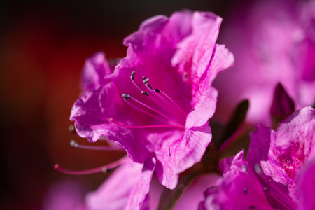 Azaleas delicate flower background. Pink spring japanese flower. Macro shoot.の写真素材