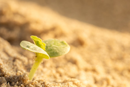 Macro leaves of sprout in blurred background. Renewal concept, sustainability. Sun light.の写真素材