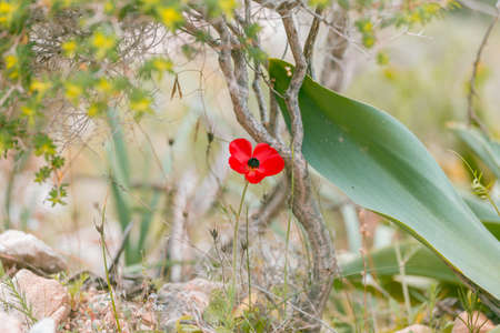 Red flower of anemone in Turkey, Datcha. Mediterranean primrose. The anemone coronaria also known as poppy anemone, dag lalesi in Turkish.の写真素材