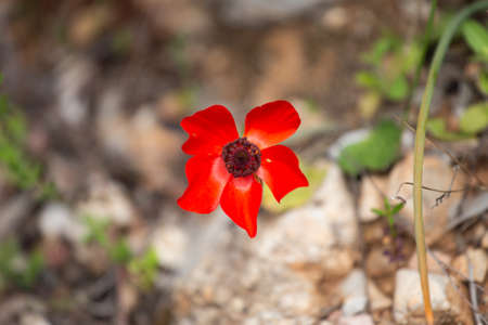 Red flower of anemone in Turkey, Datcha. Mediterranean primrose. The anemone coronaria also known as poppy anemone, dag lalesi in Turkish. Macro photo.の写真素材
