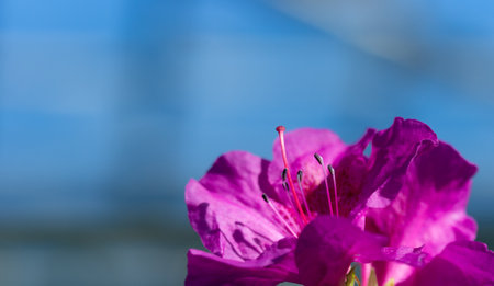 Azalea flowers in botanical garden in Kyiv, Ukraine. One flower of azalea on blue background, macro photo.の写真素材