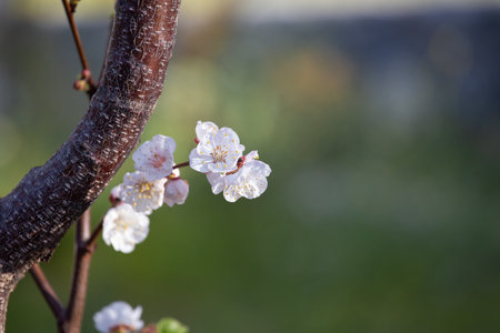 Apricot flowering tree in spring time. Sakura branch.の写真素材