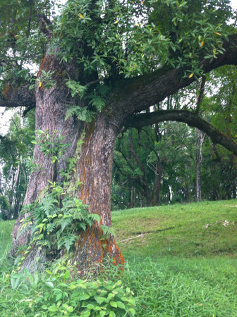 A tree trunk with ferns growing on itの素材