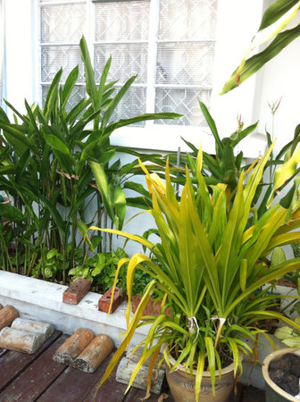 A scenic shot of a house gardenの素材