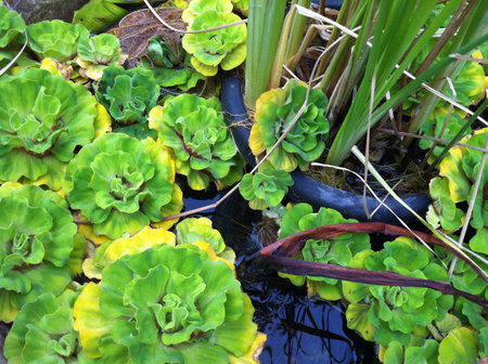 Close zoom up of a plant inside a pot in a gardenの素材