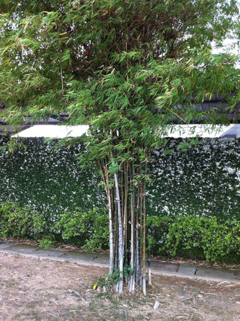 A bamboo plant in the cityの素材