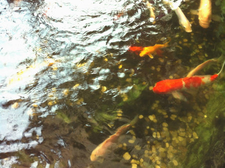 Koi fish swimming gracefully in the pondの素材