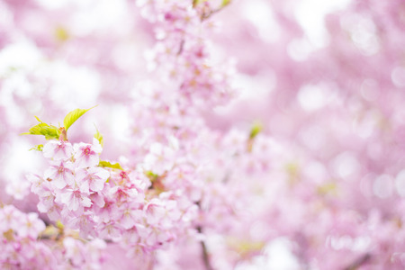 Cherry blossoms in full bloomの写真素材