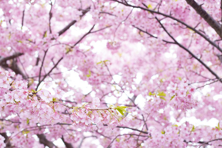 Cherry blossoms in full bloomの写真素材