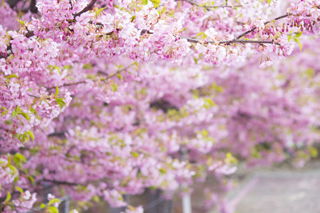 Cherry full bloomの写真素材