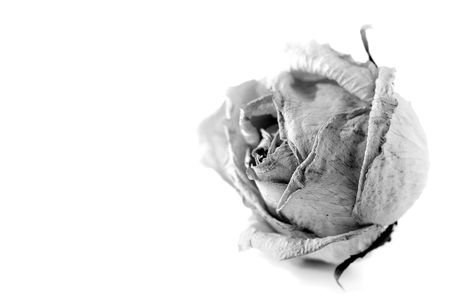 The dried out white rose lays as in a fog very beautifulの写真素材