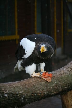 eagle eat the red fish wings up in zooの写真素材