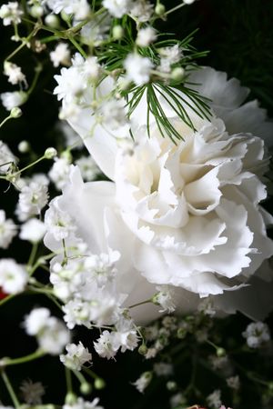 beautiful flowers close up white macro like cardの写真素材