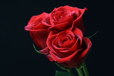 red roses on the black  and beautifulの写真素材