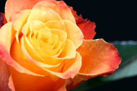 passion rose valentine holyday beautiful card to my loveの写真素材