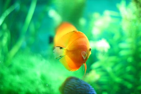 picture of tropical fish close up swim wildlifeの写真素材