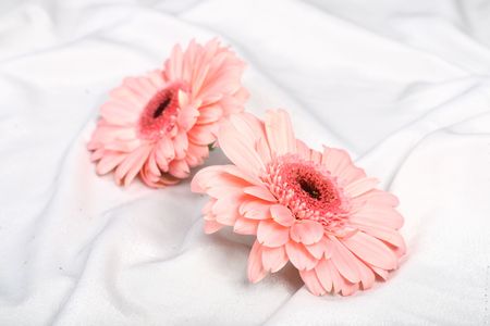 gerbera close upの写真素材