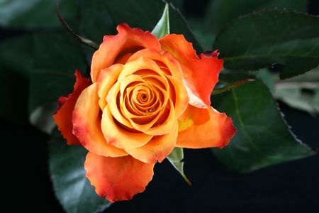 fire rose flower on blackの写真素材