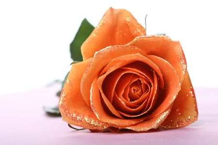 beautiful orange rose macro close-upの写真素材